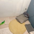 멍그니엘 애견호텔 수원점 이미지