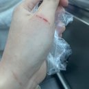 댕댕미용 이미지