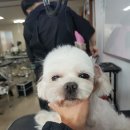 베스트강북애견미용학원 이미지