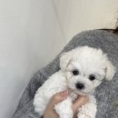 청주강아지분양 애견입양 애견미용 바른펫 이미지