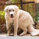 차이 동물병원 이미지