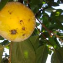 한정농장 이미지