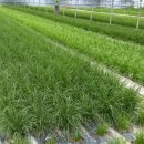 김길용농장 이미지