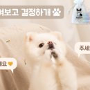 복슬강아지 이미지