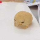 자연신기