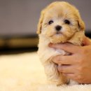 강아지분양 퍼피베이비 이미지