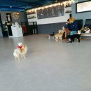 퍼피해븐 이미지