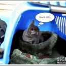 한동물병원(출장진료동물병원) 이미지