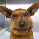 댕댕이와냥이 이미지