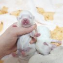 루시드 리엔 이미지