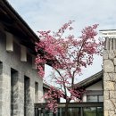 디디치킨우산점 | 중국 리장 여행 | 풀만 리장 (Pullman Lijiang) 리조트 앤 스파 솔직 후기 :: 애프터눈 티, 풀만 리장 조식