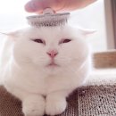 고양이 모자 이미지