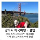 (주)펫코 | 여행 꿀팁, 여자 혼자 반려견동반 미국 샌프란시스코 여행 후기, 미국 강아지문화, 미국 애견동반