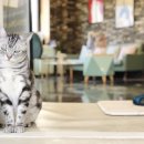 그루밍캣 압구정점 이미지