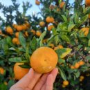 고림농장 이미지