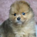 예빈켄넬 이미지