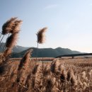 순천만둥지 이미지