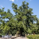 두곡리 은행나무 이미지