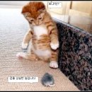 어쭈구리 이미지