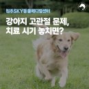 수원24시스카이동물메디컬센터 | 강아지 고관절 문제, 치료 시기 놓치면 어떻게 될까요?ㅣ원주24시스카이동물메디컬센터