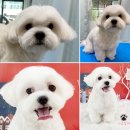 가장 아름답개 이미지