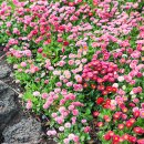 제주민속촌 이미지