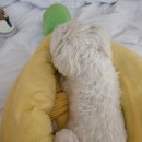 33 떡볶이 가평점 이미지