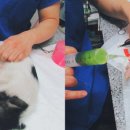 덕천동물의료센터 이미지