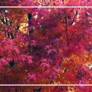 가을 잎새 / 靑山 손병흥 이미지