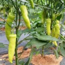 김제농장 이미지