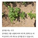 오이, 고추, 가지, 양배추야~~~🌶️🥬🥒🍆 이미지