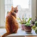 Dr.수 동물병원 이미지