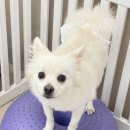 부산애견호텔 강아지 유치원 맘바이 서면본점 이미지