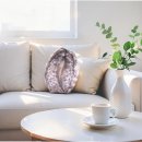 완도전복 이미지