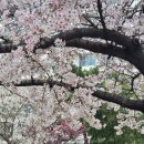 삼익비치B상가시장 | 부산 벚꽃 명소 남천삼익비치 실시간 개화 상황과 광안리 주차정보