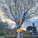 수목원관리사무소 | [D+234]포리와 꽃놀이 3탄-대구수목원 (운영시간,유모차대여,대구수목원맛집 고등어정식 내돈내산후기)