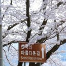 섬진강대나무숲길 이미지