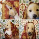 개스트푸드 | 12월 예약게시판 3가지 이벤트 데이.~!! / 제주 크리스마스 파티 / 칵테일 / 해피뉴이어 / 2016 /