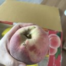 도도팜 | [복숭아기록] 이름모를 백도 말랑이-도도팜 (추천후기)