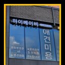 월드애견미용실 이미지