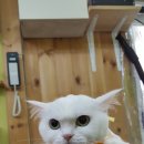 강실장펫살롱 네이버블로그