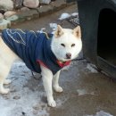 담하가비 이미지