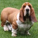 바셋하운드 이미지