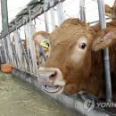 송호축산 이미지