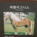 파라벨라