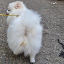 pet52다2098 | 강아지 유산균 추천, 닥터페렌들리 먹인 뒤 면역력이 달라졌어요