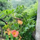 예솔이네집 | 장수군 펜션 / 예솔이네집 펜션 / 장수 계곡 펜션