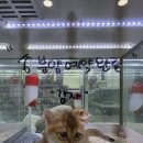 천안 고양이분양 도로시펫 | 고양이 분양 적응기 브리티시 먼치킨 순자 &amp; 브리티시 골드 감자