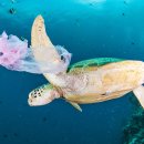 에스동물암센터 이미지