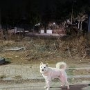 황동카정비 이미지